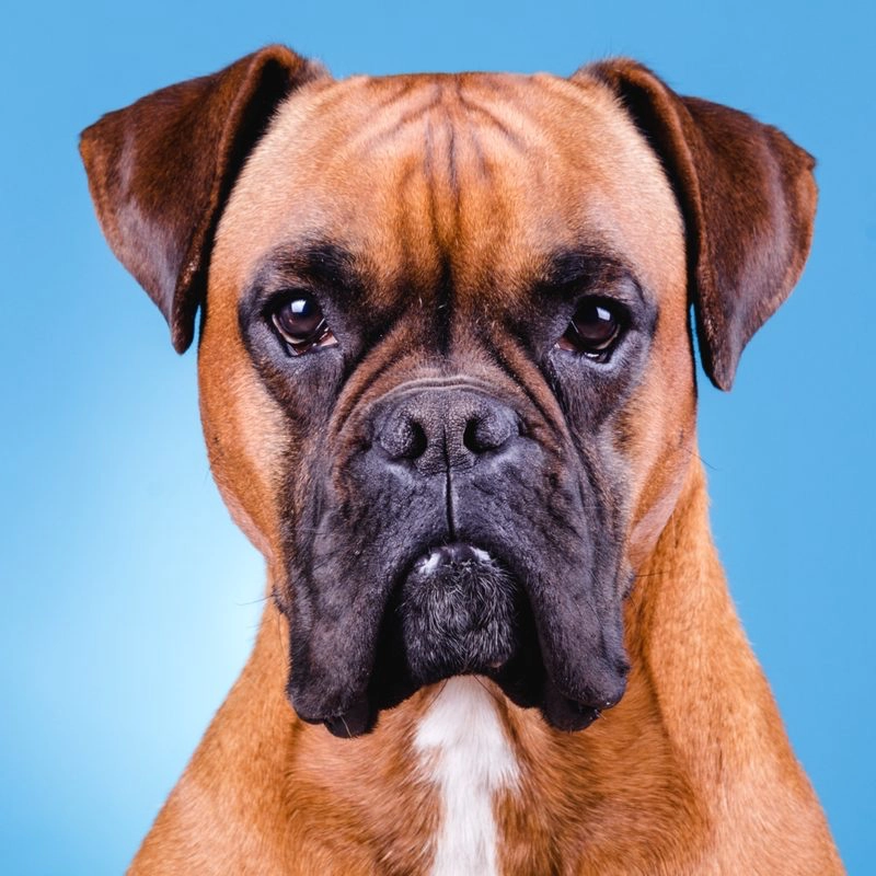A Boxer featured in GENUINE Dog Food’s breed nutrition guide